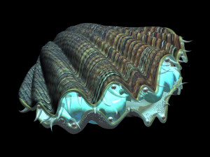 6seaside-shell 30 3D Model