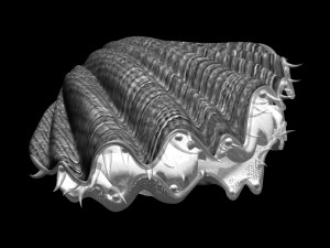 6seaside-shell 30 3D Model
