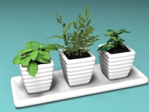 three bush in pots Model 3D