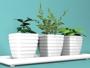 three bush in pots Model 3D