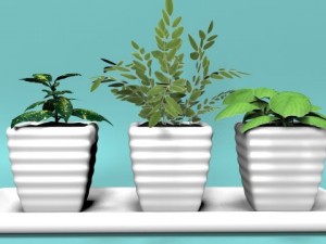 three bush in pots Model 3D