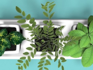three bush in pots Model 3D