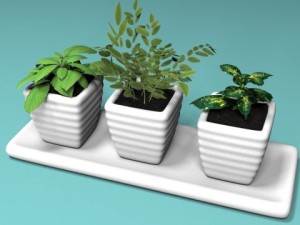 three bush in pots Model 3D
