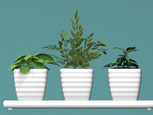 three bush in pots Model 3D