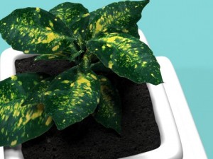 three bush in pots Model 3D