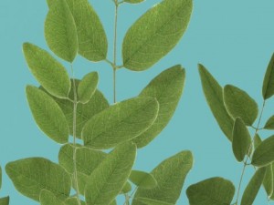 three bush in pots Model 3D