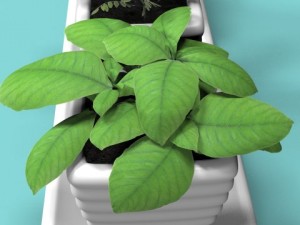 three bush in pots Model 3D