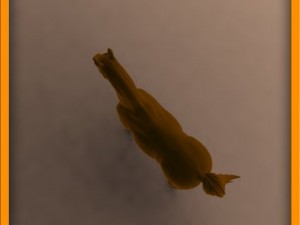 horse animated 3Dモデル