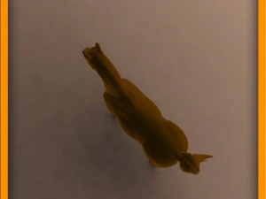 animasi kuda Model 3D