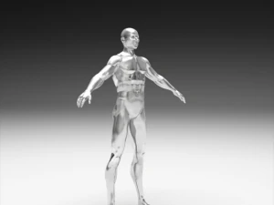 realistic male body 3D Print Model