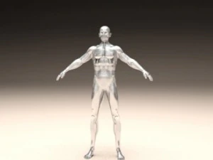 realistic male body 3D Print Model