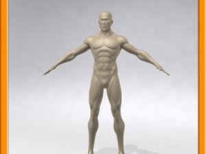 realistic male muscle 3D Model