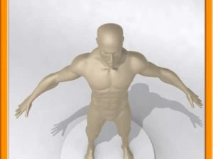 realistic male muscle 3D Model