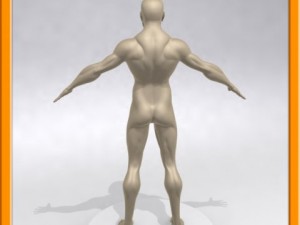 realistic male muscle 3D Model