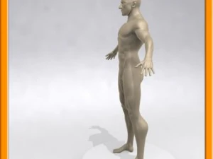 realistic male muscle 3D Model
