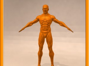 realistic male muscle 3D Model
