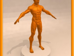 realistic male muscle 3D Model