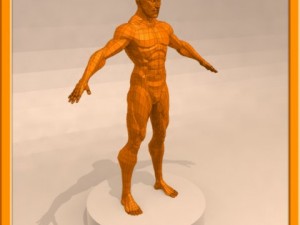 realistic male muscle 3D Model
