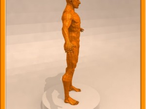 realistic male muscle 3D Model