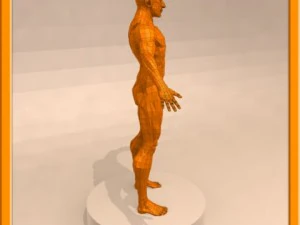 realistic male muscle 3D Model