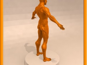 realistic male muscle 3D Model