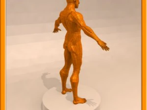realistic male muscle 3D Model