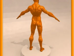 realistic male muscle 3D Model