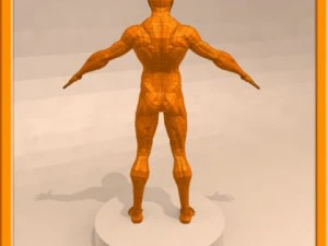 realistic male muscle 3D Model