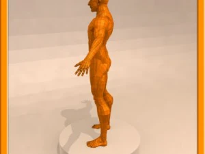realistic male muscle 3D Model