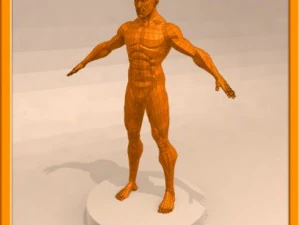 realistic male muscle 3D Model