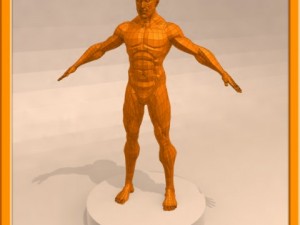 realistic male muscle 3D Model