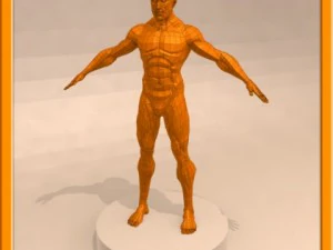 realistic male muscle 3D Model