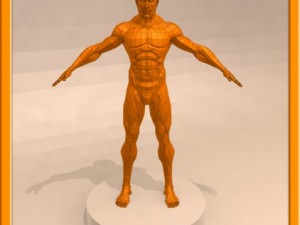 realistic male muscle 3D Model