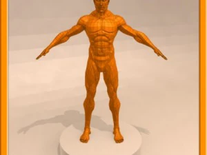 realistic male muscle 3D Model
