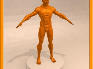 realistic male muscle 3D Model