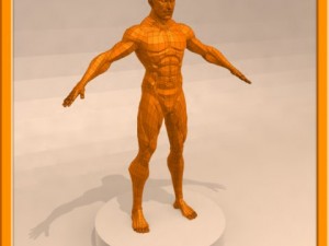 realistic male muscle 3D Model