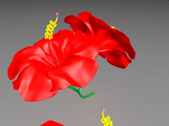 chinarose 3D Model .c4d .max .obj .3ds .fbx .stl .blend 