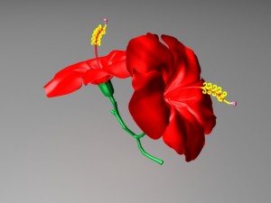 chinarose 3D Model