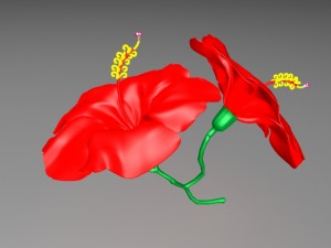 chinarose 3D Model