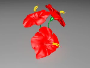 chinarose 3D Model