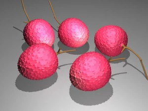 lichi 3D Model
