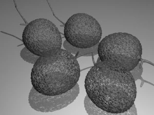 lichi 3D Model