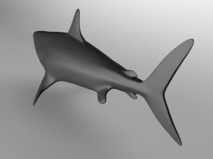 megalodon-shark Modello 3D