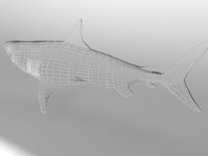 megalodon-shark Modello 3D
