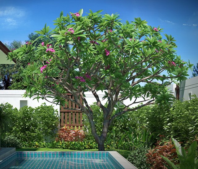 plumeria frangipani rubra Modello 3D .c4d .max .obj .3ds .fbx .stl .blend 