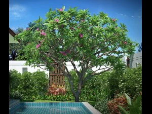 plumeria frangipani rubra 3D Model