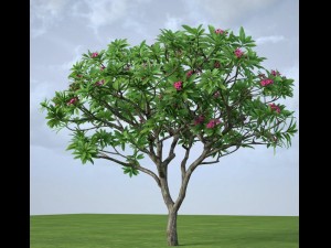 plumeria frangipani rubra Modello 3D