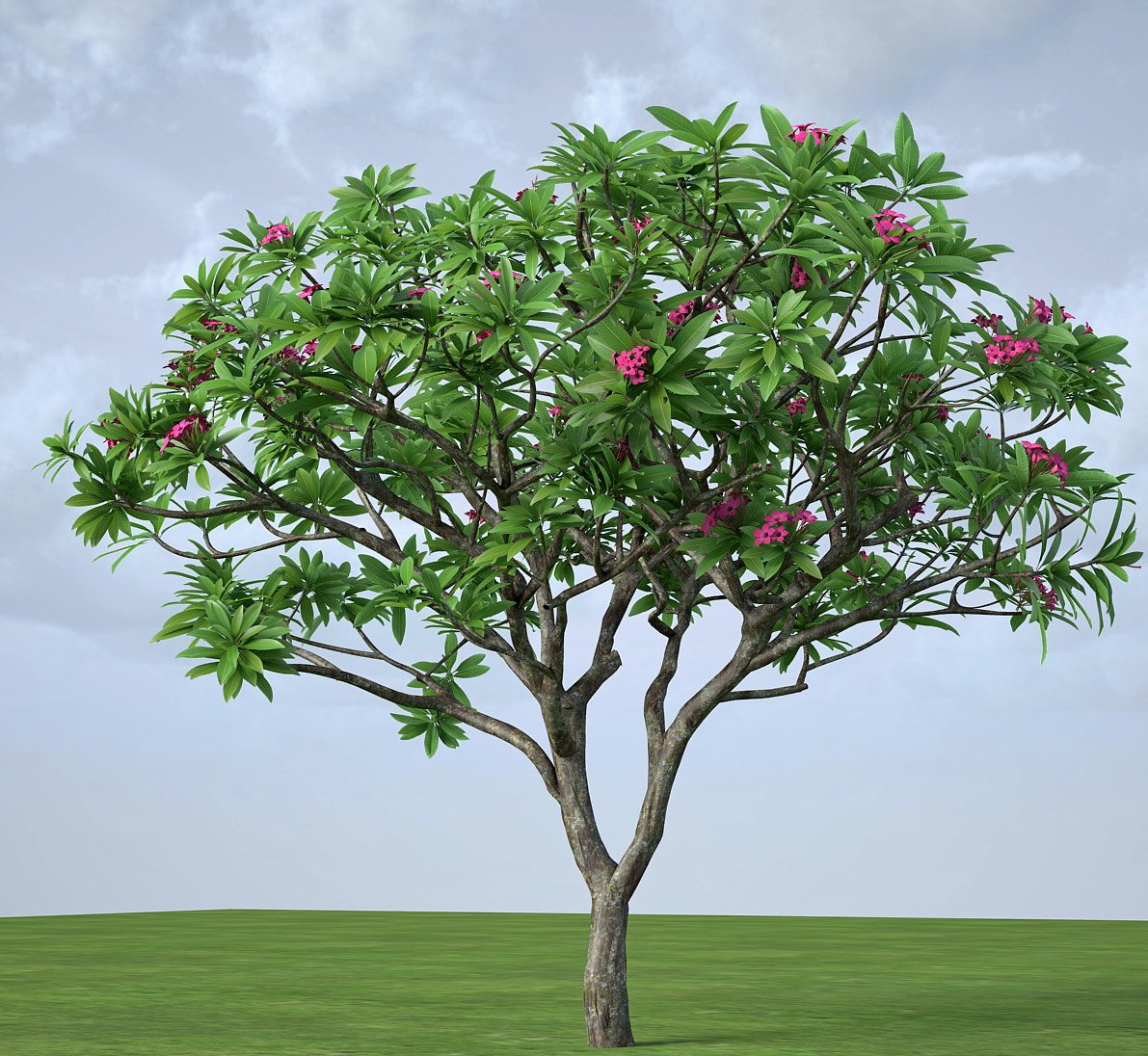 Plumeria frangipani rubra 3D Model in Tree 3DExport