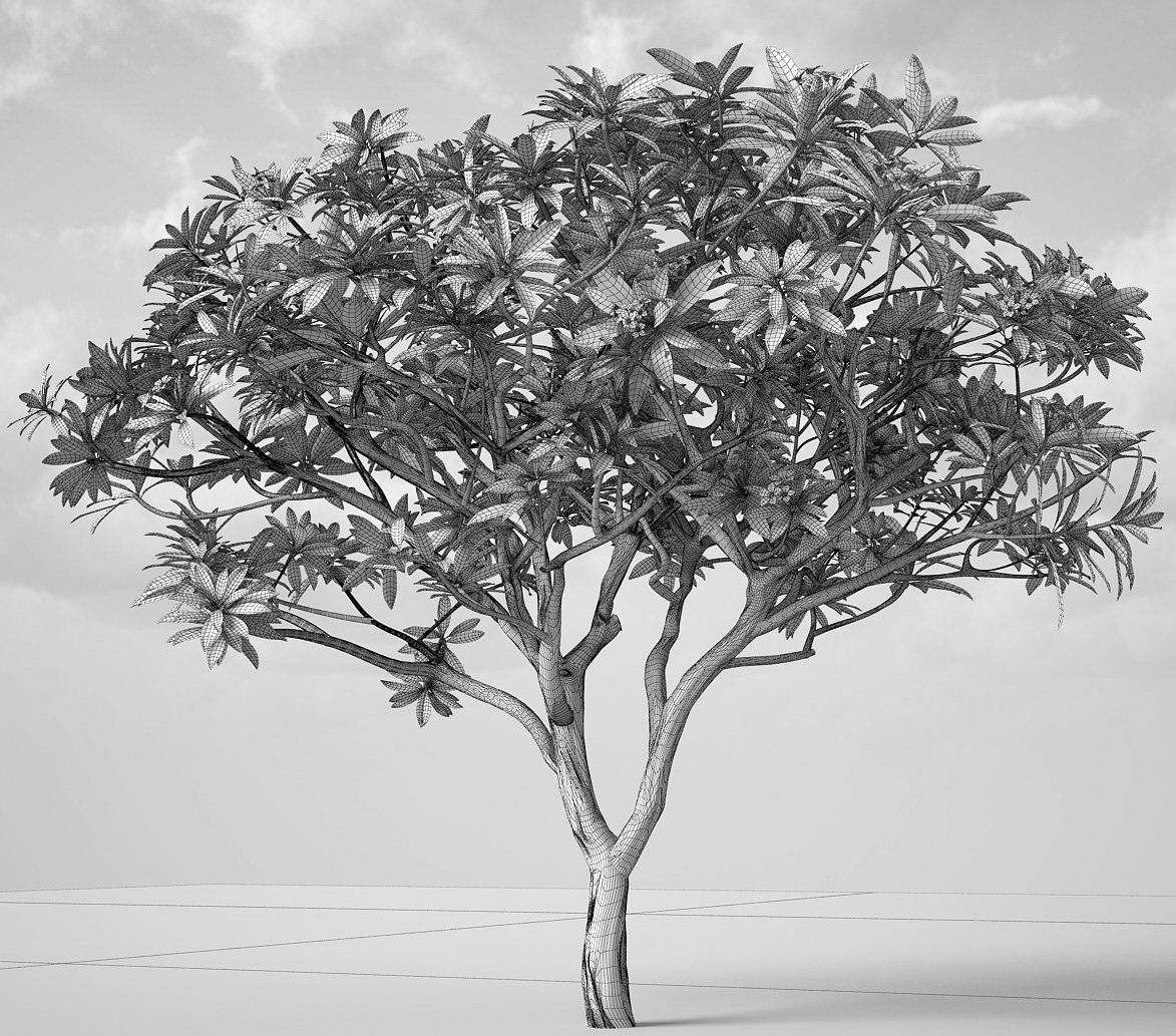 Plumeria frangipani rubra 3D Model in Tree 3DExport