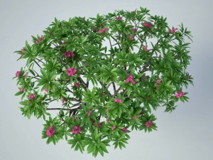 plumeria frangipani rubra Modello 3D